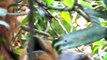 Orangután sorprende a científicos al prepararse ungüento para curarse herida