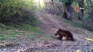 Ormanda gezinti yapan ayı ve yavrusu böyle görüntülendi