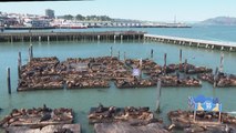 Leones marinos causan furor en San Francisco