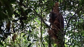 Orangotango selvagem curou ferida com unguento que ele preparou, dizem cientistas