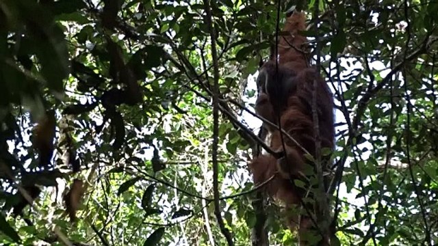 Orangotango selvagem curou ferida com unguento que ele preparou, dizem cientistas
