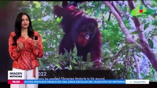 ¡Orangután cura su herida con una planta medicinal!