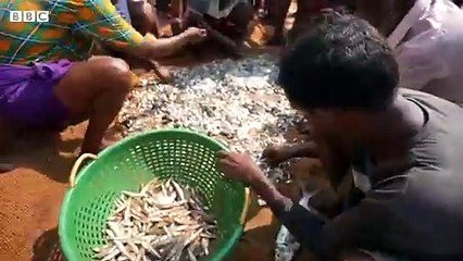 Why India's fishermen 'feel forgotten' during country's election campaign - BBC News