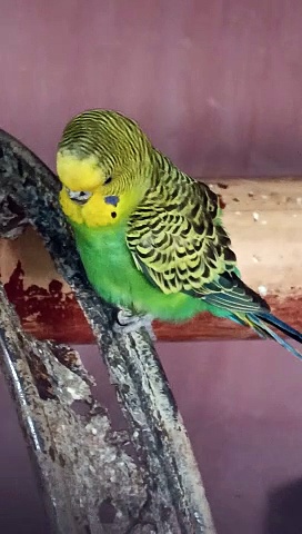 Parrots