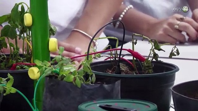 Transformar la energía de las plantas en electricidad: un proyecto de estudiantes en Guadalajara