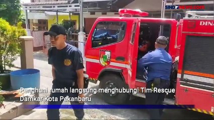Evakuasi Ular Kobra Sepanjang 1,5 Meter Dalam Bak Mandi Rumah Warga di Pekanbaru Riau
