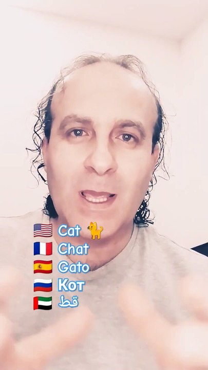 Cat Chat Gato Кот قط