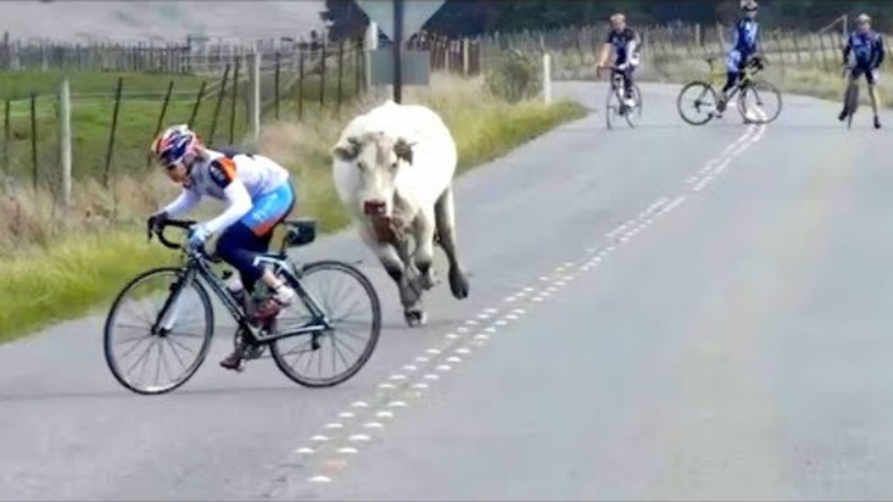 Raccolta dei momenti più divertenti dell'anno