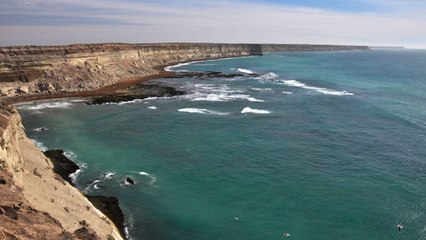 Faune d'Amérique Latine