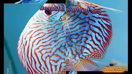 Beautiful world of sea colour full fish image | image collection 27