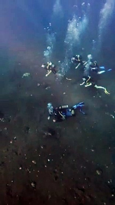 Elles peuvent paraitre dociles mais il ne faut pas toucher les tortues marines