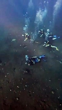 Elles peuvent paraitre dociles mais il ne faut pas toucher les tortues marines