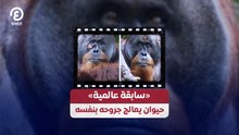 «سابقة عالمية» .. حيوان يعالج جروحه بنفسه