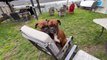 Boxer Dogs Tries to Sit on One Chair