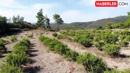 "Çeşme damla sakızı" coğrafi işaretle tescillendi
