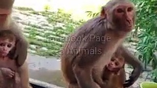 Monkey,  Monkey Video, Animal's Shorts Video, Wildlife Animals #Monkeyshorts#Shorts#Funnyanimals