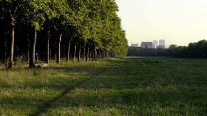 Le bois dont les rêves sont faits