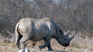 Gigante Tranquilo - Momentos de Calma com um Rinoceronte!