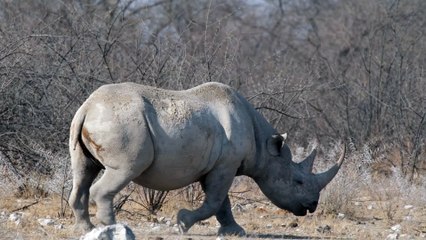 Gigante Tranquilo - Momentos de Calma com um Rinoceronte!
