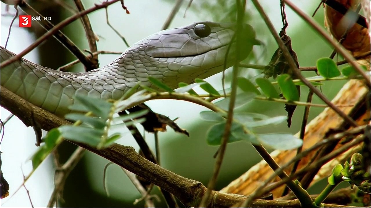 7025 Samstag Königskobra 1