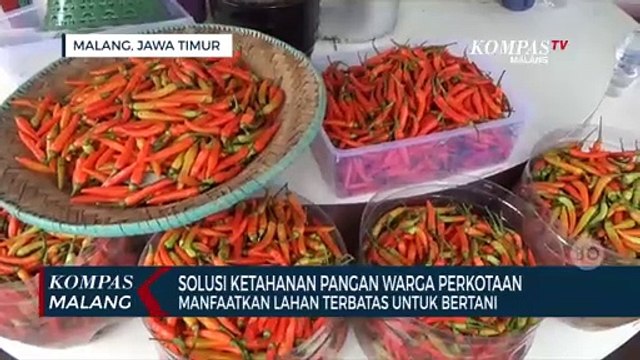 Melihat Kebun Botol, Solusi Bertani Ala Warga Perkotaan di Lahan Terbatas