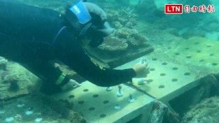 澎湖遊客「種珊瑚」 打造馬公杭灣海底花園復育生態