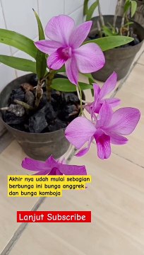 Video bunga anggrek, bunga anggrek, bunga Kamboja, tanaman hias,