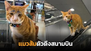 ไวรัล แมวส้มน่าฟัด เดินเล่น-นั่งชิลราวบันไดเลื่อน ในสนามบินสุวรรณภูมิ