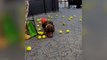 Airport’s explosive detection dog showered with tennis balls at retirement