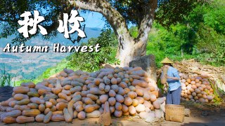 Harvest season - The happiest season, the yearning for all year's work