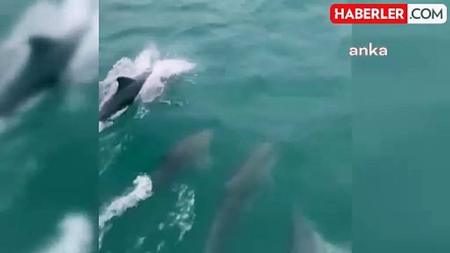 Sinop'ta balıkçı teknesine eşlik eden yunuslar görsel şölen oluşturdu