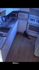 Cat's Most Epic Funny Movements  _ Side-Splitting Moments  #funnycats #catfails #laughoutloud