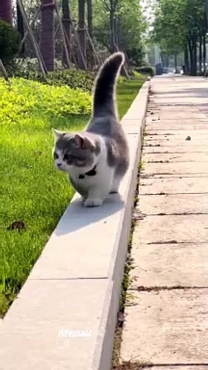 Cat Modeling Show _ #CatModeling #CatPageant #CatFashion