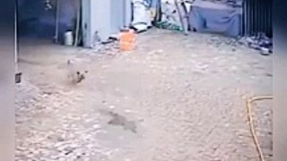 Cats and Dogs War _ #catanddog #funnycats #viral