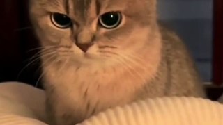Cute Cat Compilation  #shorts #CuteCats  #CuteCatVideos