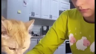 Cute Cat Bites_ The Language of Affection!