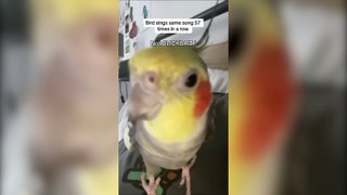 Woman's pet cockatiel dances and sings along with music video