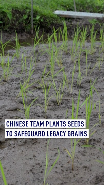 Hong Kong team plants seeds to safeguard local rice grains