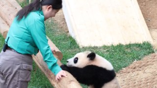 Adorable young panda turns into a ninja warrior to reunite with her favorite human