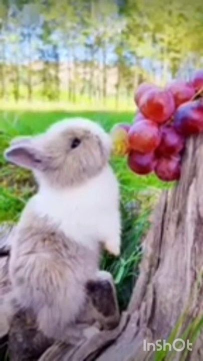Rabbit Funny Video