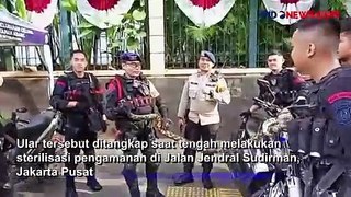 Pasukan Brimob Tangkap Ular Sanca Empat Meter saat Sterilisasi Pengamanan di Jalan Jendral Sudirmana