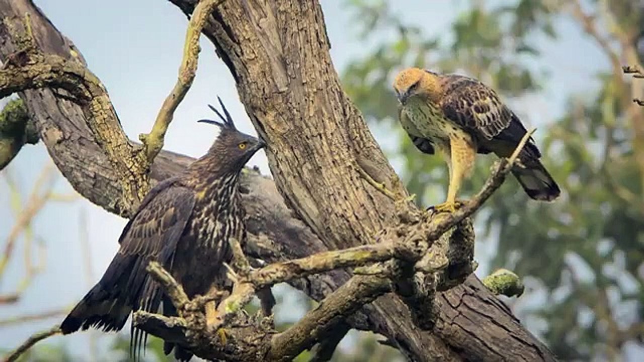 Ceux qui murmuraient à l’oreille de l’éléphanteau Bande-annonce (ES)