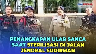 Ular Sanca Kembang Empat Meter Ditangkap Pasukan Brimob saat Sterilisasi Pengamanan di Jalan Jendral Sudirman