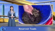 Toad Infestation Hits Reservoir in Central Taiwan