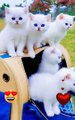 Cute kittens ❤️❤️❤️❤️❤️❤️❣️❣️❣️❣️ #cutecats