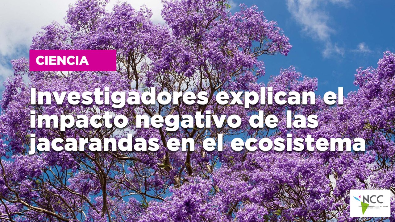 Investigadores explican el impacto negativo de las jacarandas en el ecosistema