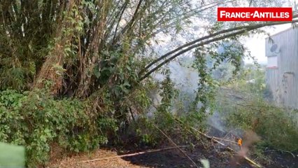 EN IMAGES. Un incendie de bambous se déclare au Lamentin