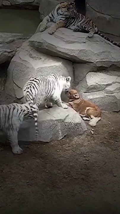 Un labrador dans l'enclos des tigres ! 