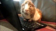 Guinea Pig Speaks Out - Ricky Gervais  (Don't miss this fascinating video!)