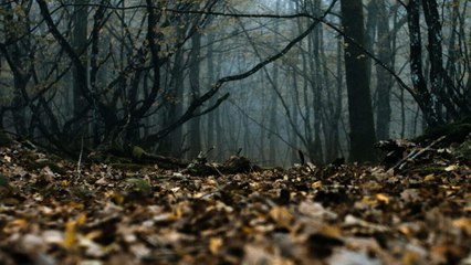 Les Animaux anonymes